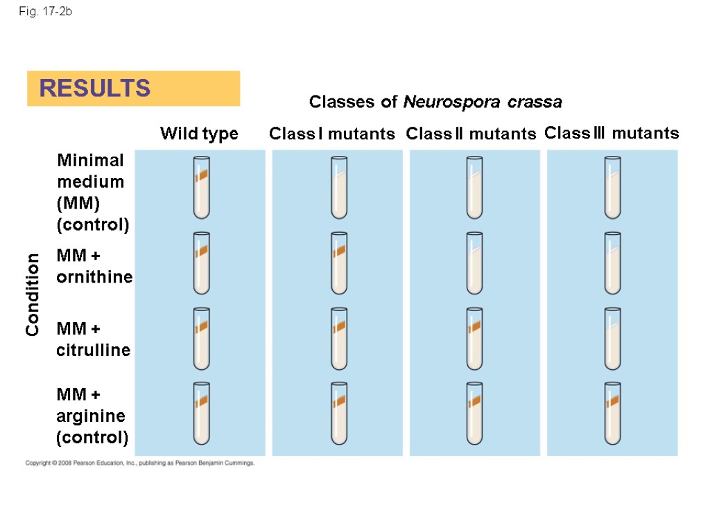 Fig. 17-2b RESULTS Classes of Neurospora crassa Wild type Class I mutants Class II